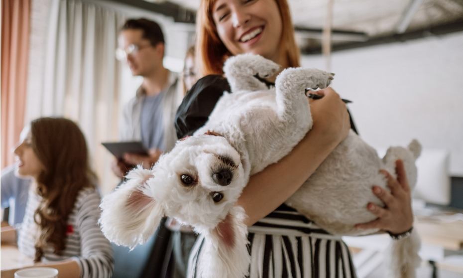 Pet-friendly offices: What you need to know | HRD Australia